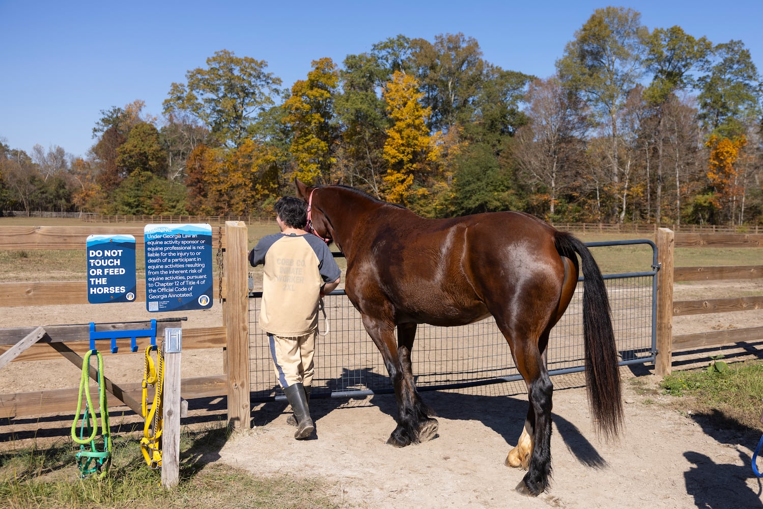 aajc 110625 anx cobb so equine