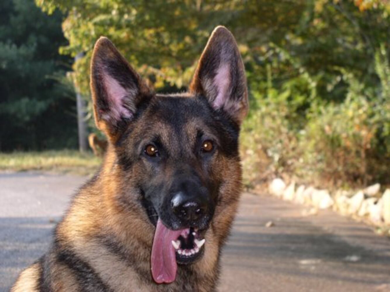 Atlanta's Top Dogs: 3. German Shepherds