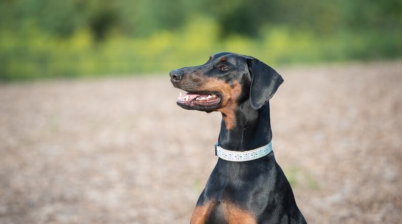 Ponce, the pooch, was last year’s winner. Who will take her crown this year?