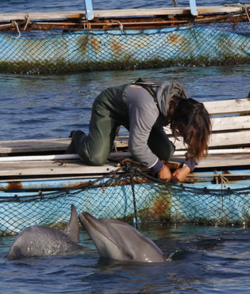 Japanese fishing village of Taiji thrust into spotlight