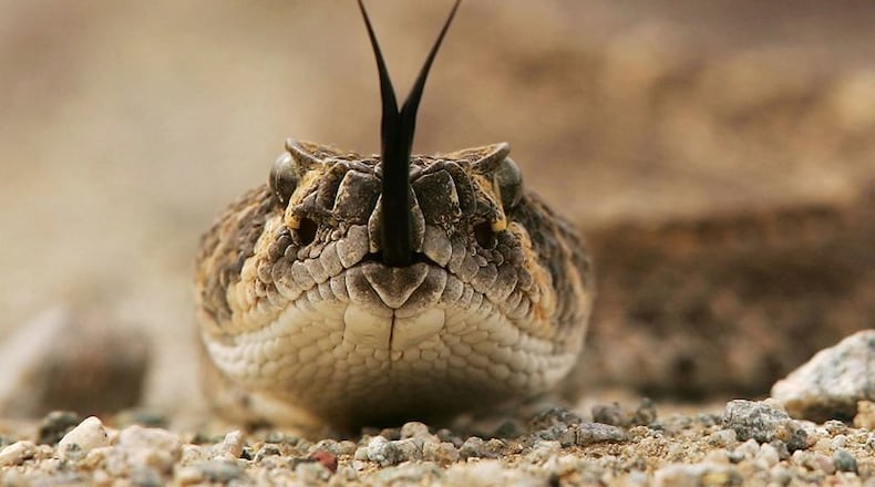 Snakes are commonly found in Georgia. Fortunately, most are not poisonous.