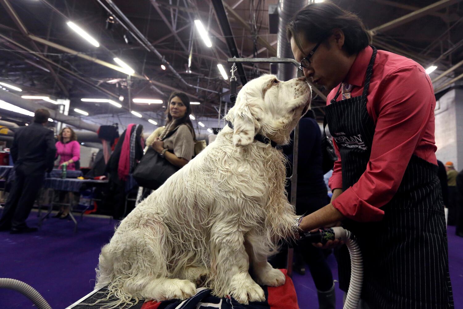 137th Westminster Dog Show