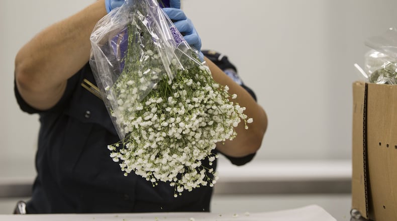 Tosha Powell, a U.S. Customs and Border Protection agricultural inspector, shakes flowers to check for pests during an inspection of flowers from Ecuador at U.S. Customs and Border Protection in Atlanta, Georgia on Monday, February 12, 2018. (REANN HUBER/REANN.HUBER@AJC.COM)