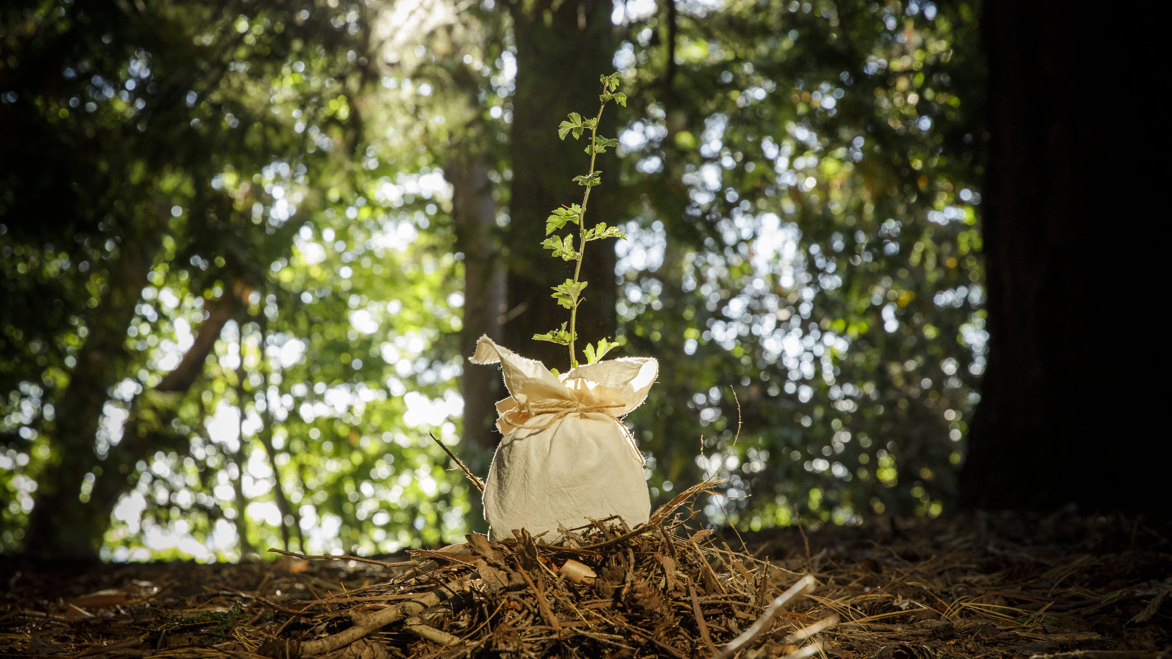 This container has soil created from human remains, a process known as "human composting." (Courtesy of Return Home)
