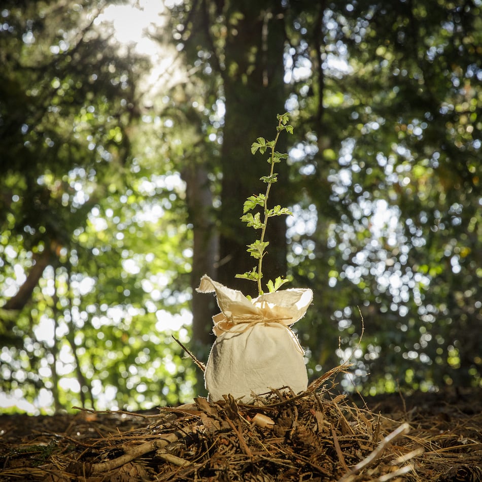 This container has soil created from human remains, a process known as "human composting." (Courtesy of Return Home)