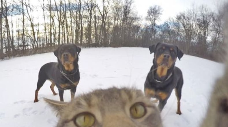 Manny the cat takes his own photo. (Instagram/yoremahm)
