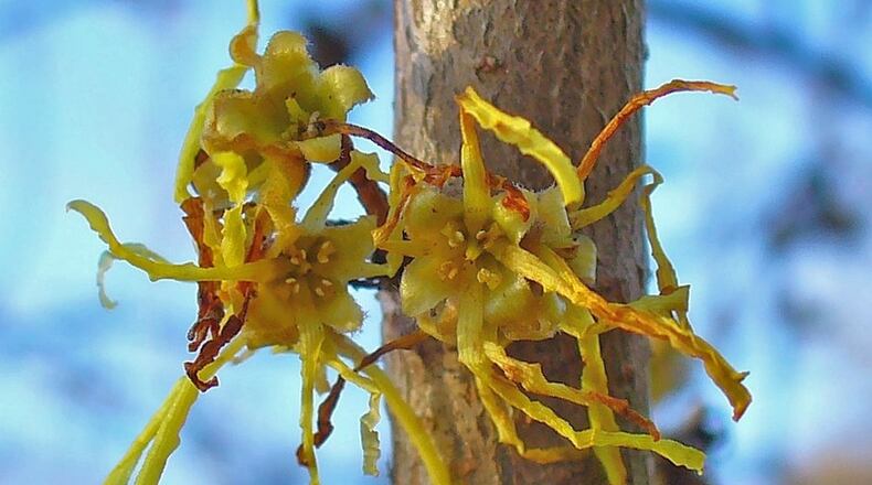 The witch-hazel tree starts blooming around Halloween and continues to bloom through December, making it Georgia’s last blooming native plant of the year. H. ZELL / CREATIVE COMMONS