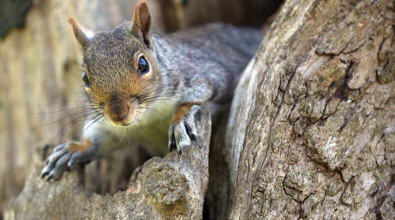 A video of a squirrel trying to reach a bird feeder set to music by Miley Cyrus is wowing the Internet.