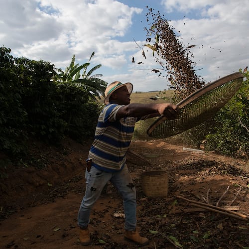 FILE - Coffee producer Jose Natal da Silva sifts coffee beans on his farm in Porciuncula, Rio de Janeiro state, Brazil, July 17, 2025. (AP Photo/Bruna Prado, File)