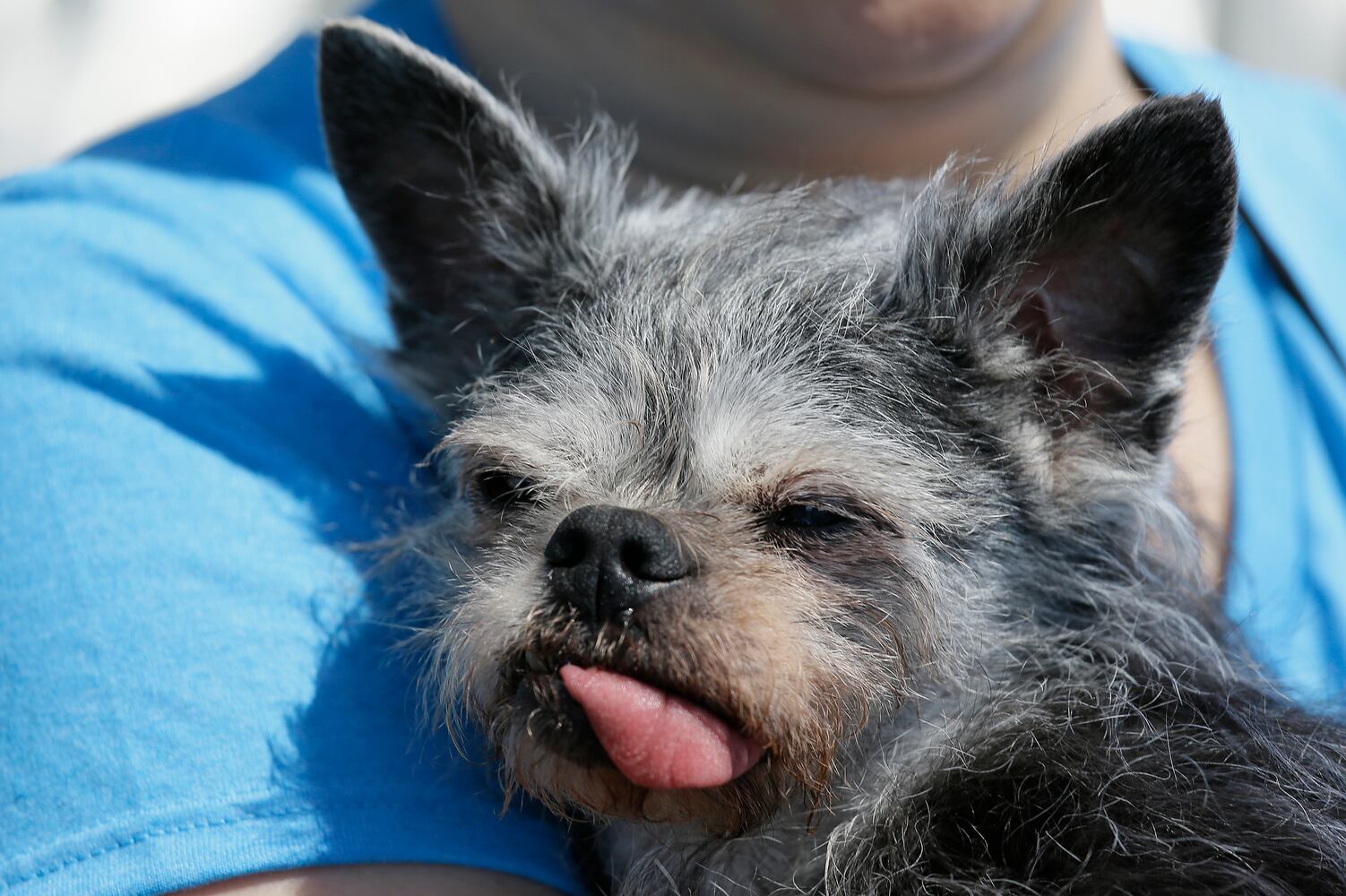 World's Ugliest Dogs 2017