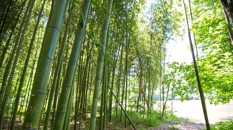 The Sandy Springs' East Palisades Chattahoochee River Trail is ITP and is accessible via trail heads at Whitewater or Indian Trail.
