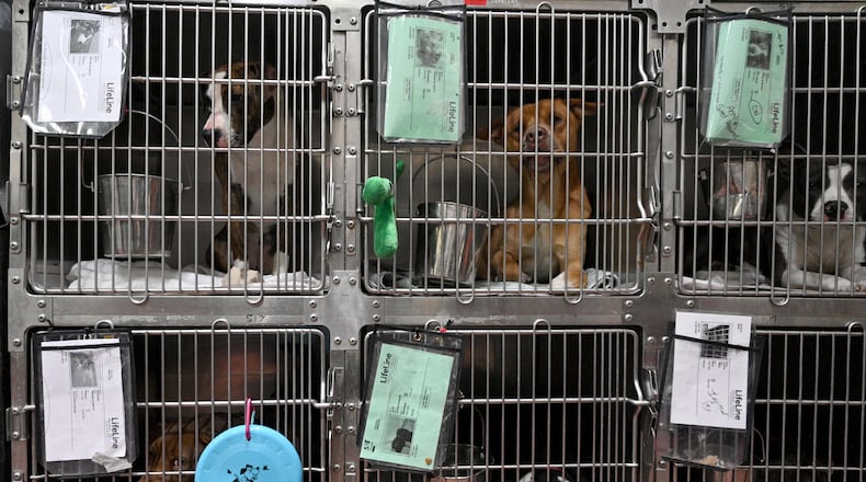 Picture shows current facility at Fulton County Animal Services, Thursday, March 16, 2023, in Atlanta, GA. The existing 1978 building has been overcrowded and in disrepair for years. Sometimes eight dogs pack a single a kennel. And the building wasn’t designed to house cats, so they are stacked in a separate trailer. (Hyosub Shin / Hyosub.Shin@ajc.com)