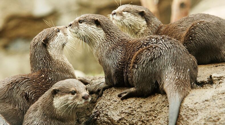 Asian small-clawed otters.