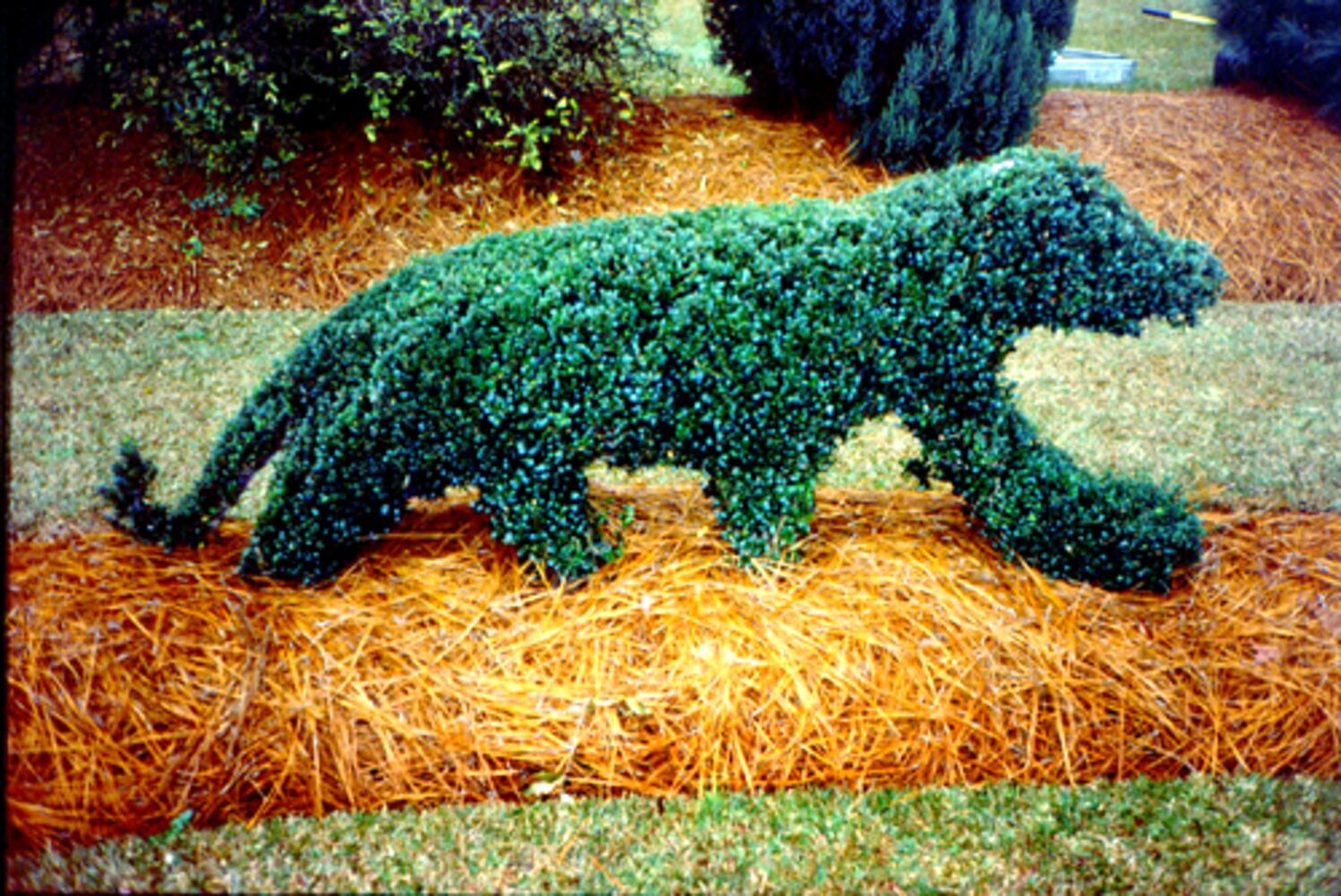 Pearl Fryar: A man and his topiary