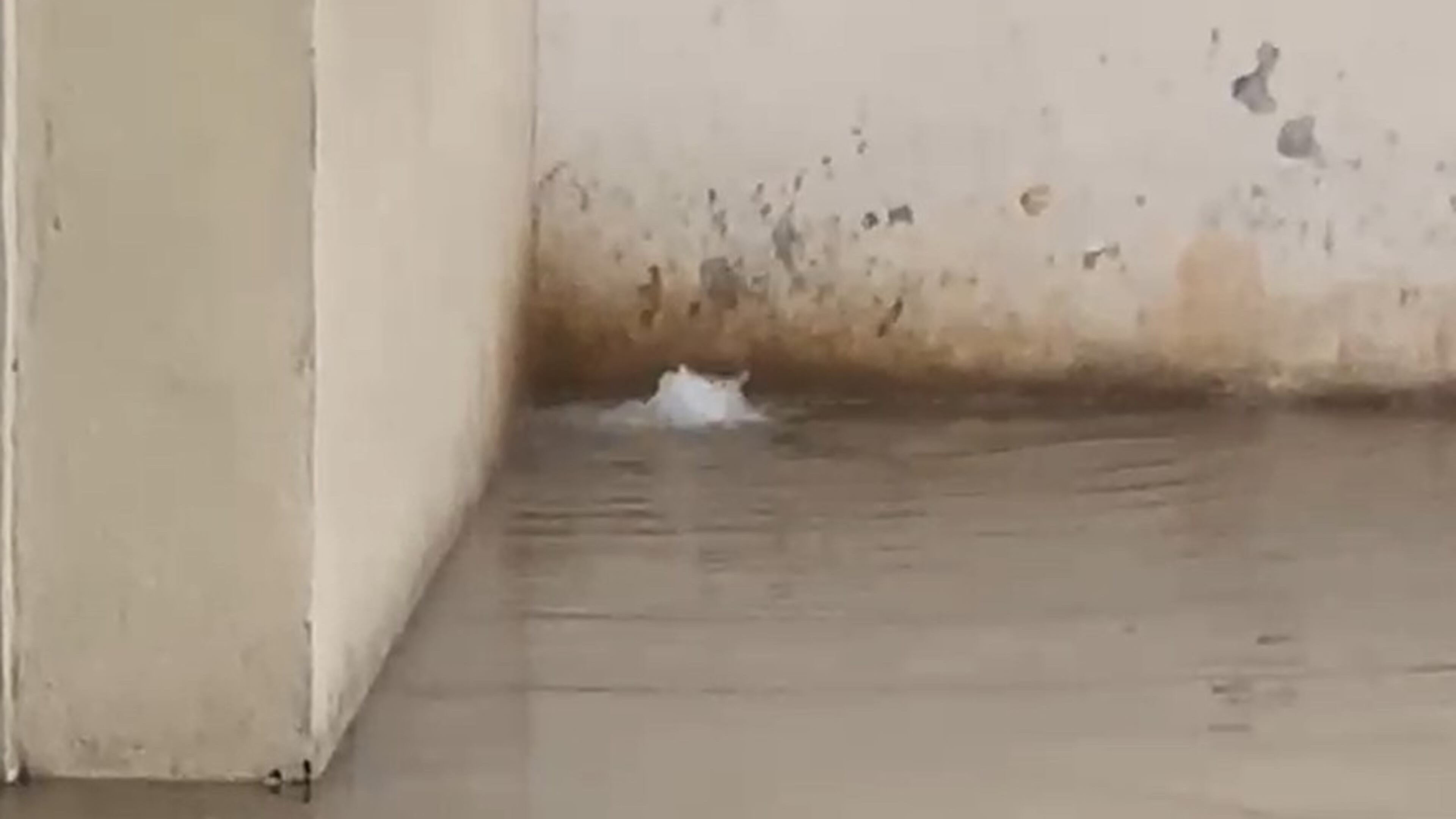 Parts of the Fulton County Jail on Rice Street were flooded because of heavy rain on Wednesday, Aug. 20, 2025. (Courtesy of the Fulton County Sheriff's Office)