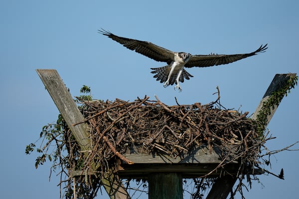 A young osprey returns to its nest on the Lynnhaven River, June 30, 2025, in Virginia Beach, Va. (AP Photo/Stephanie Scarbrough)