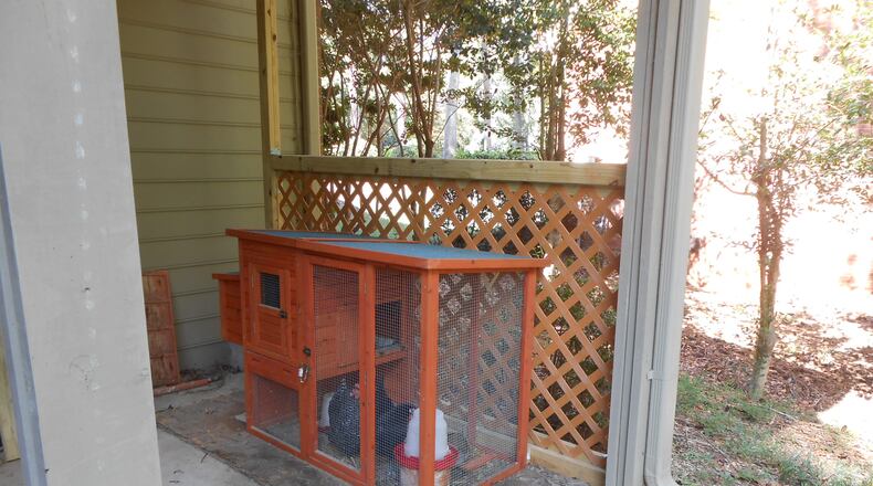 Two chickens belonging to XX sit inside a wooden chicken coop. The couple is fighting their Willow Springs homeowner's association and the Roswell's code enforcement to keep their two chickens, XX.