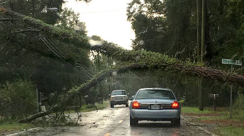 An ivy-laden tree crashed across Old Jesup Road in Brunswick overnight. Saturday morning neighbors were gathering to remove trees from the roadway, saying they weren't sure when cleanup crews would be able to respond. (Ben Brasch / AJC)