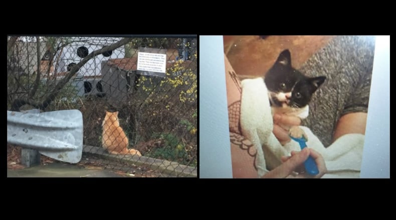 A rabid kitten bit two women in Forsyth County (Credit: Channel 2 Action News)