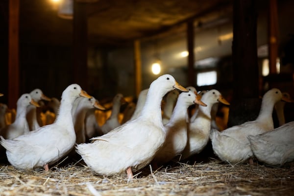 Ducks walk around their barn at the Crescent Duck Farm in Aquebogue, N.Y., Thursday, May 22, 2025. (AP Photo/Seth Wenig)