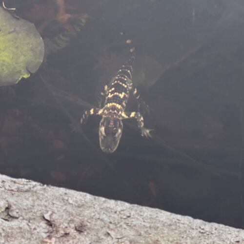 This image provided by Whitney Lieberman shows a small alligator sighted on the Charles River Esplanade, Tuesday, Nov. 11, 2025 in Boston. (Whitney Lieberman via AP)