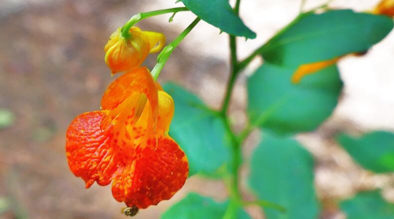 The spotted jewelweed is a common, late-summer blooming wildflower in Georgia. Its leaves and twigs are an antidote for poison ivy rash. It is also is known as touch-me-not because when it ripens in fall, its seeds scatter several feet when the seed pod is touched. Photo Credit: Charles Seabrook