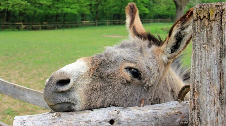A donkey escaped from its trailer and started wandering on an interstate in Chicago.