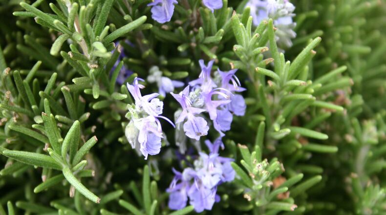 Rosemary is a common victim of spider mites. CONTRIBUTED BY WALTER REEVES