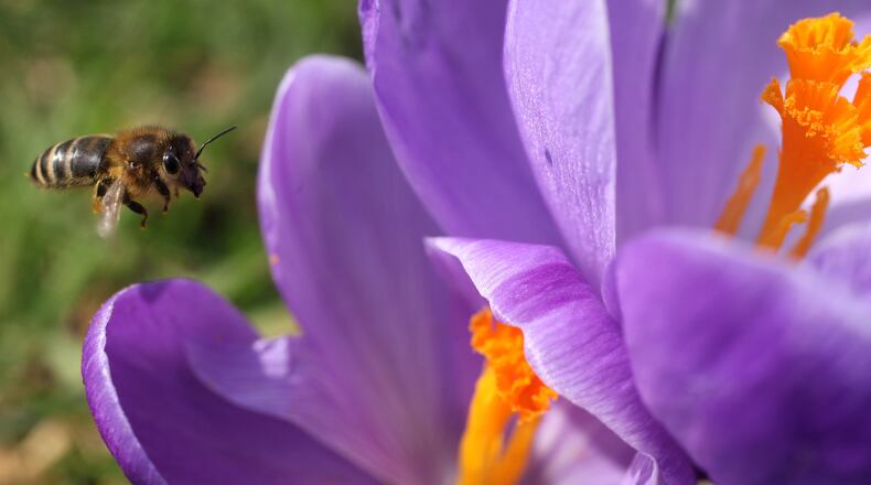 Unseasonably warm temperatures and above average rain fall in the last 2 weeks of January have provided ideal conditions for trees to produce pollen.
