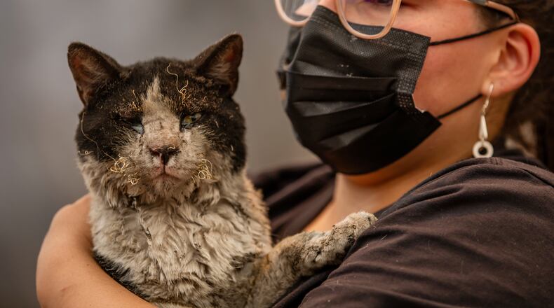 A woman holds a cat rescued after wildfires swept through homes near Lirquen, Chile, Sunday, Jan. 18, 2026. (AP Photo/Javier Torres)