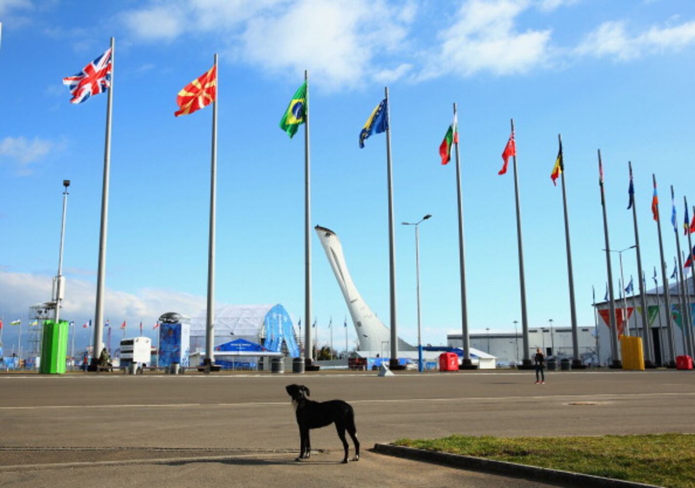 Winter Olympics host city overrun with strays