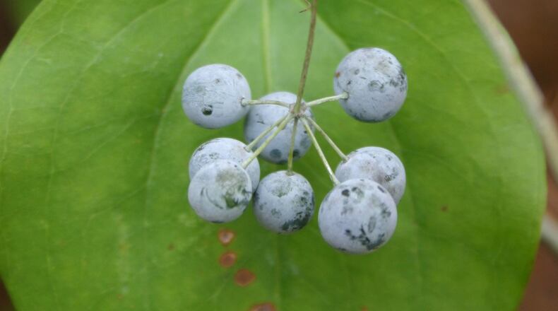 Smilax reproduces by seeds and by root nodes that sprout new thorny vines. WALTER REEVES