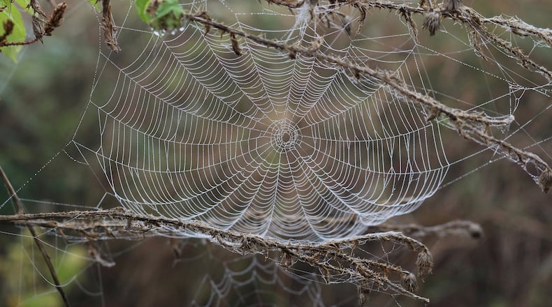 The best spider web wound dressings are fresh and clean so their natural healing qualities are in full force. (Handout/TNS)