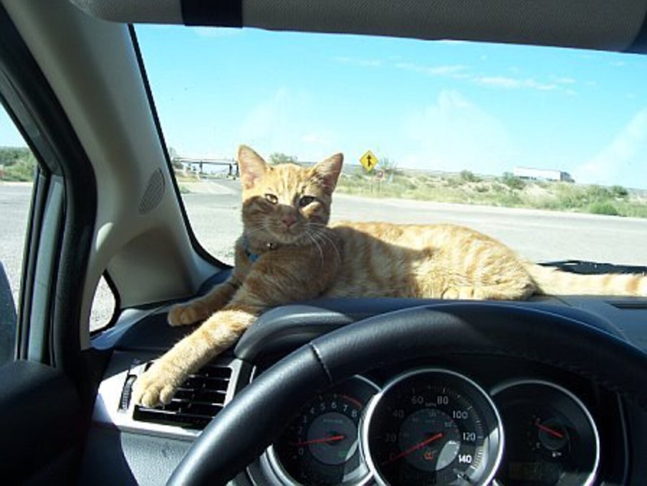Cats Rule: Atlanta's Pampered Felines