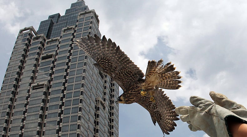 Amelia, an ailing juvenile peregrine falcon, was nursed back to health by wildlife biologists and released near her home atop the SunTrust building in this photograph from 2010. Her parents, Kate and Spencer, nested on a ledge near the 53rd floor of the skyscraper for many years.This year they appear to have moved to new lodgings. Photo: Curtis Compton/ccompton@ajc.com