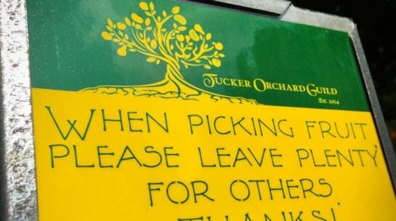 Instead of this winter, trees from Wynne's Orchard in Tucker will be moved next winter - possibly near the library. (Courtesy of Tucker)