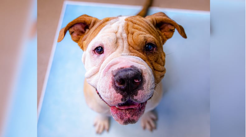 Gwinnett Animal Welfare and Enforcement will waive adoptions fee for one month. Cannoli is one of the dogs currently up for adoption. (Courtesy Gwinnett County)