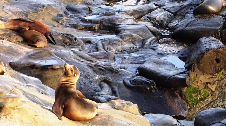 Joyce Geller submitted this photo from La Jolla Cove. According to the city of San Diego, La Jolla Cove is a very small beach, tucked between sandstone cliffs. Because of its extraordinary beauty, La Jolla Cove is one of the most photographed beaches in Southern California. With small surf in the summer months, the north facing La Jolla Cove is ideal for swimmers, snorkelers and scuba divers. Water visibility at the Cove can sometimes exceed 30 feet. La Jolla Cove lies within the San Diego La Jolla Underwater Park Ecological Reserve, which helps to ensure that marine life remains plentiful. Fishing and removal of objects from this area is prohibited, and possession of game is unlawful. La Jolla Cove is one of nine beaches that has permanent lifeguard stations patrolled by San Diego Lifeguards.