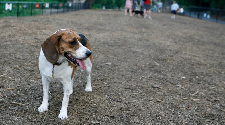 In this AJC file photo, a Beagle mix named Sadie paused to take in the scene in the large dog run area in the Piedmont Dog Park.