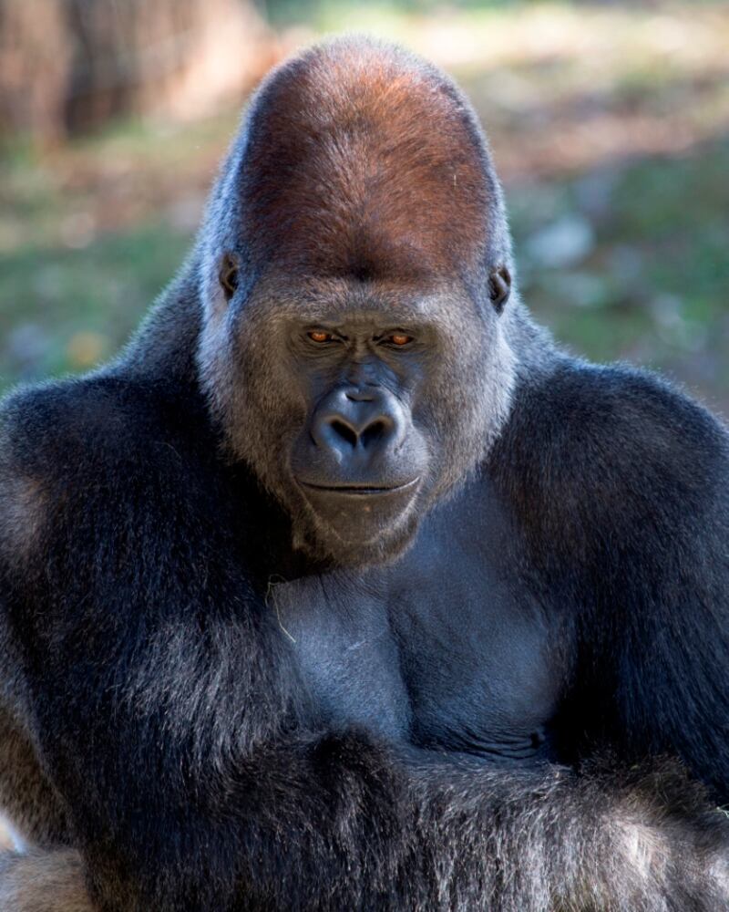 Taz the western lowland gorilla