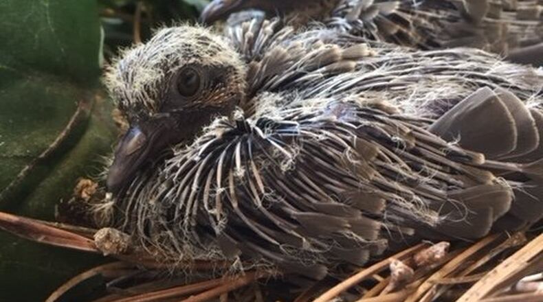 Tracy Gilchrist Bortle of Sandy Springs took a photo of these mourning doves that hatched in her window box. “I so enjoyed watching Mama lay the eggs and then watching them hatch,” she wrote. “They just fledged but have been back to visit several times a day.” The hatched young, called squabs, are strongly altricial, being helpless at hatching and covered with down. Both parents feed the squabs pigeon’s milk (dove’s milk) for the first three to four days of life. Thereafter, the crop milk is gradually augmented by seeds. Fledging takes place in about 11–15 days, before the squabs are fully grown but after they are capable of digesting adult food. They stay nearby to be fed by their father for up to two weeks after fledging. Mourning doves are prolific breeders. In warmer areas, these birds may raise up to six broods in a season. This fast breeding is essential because mortality is high. Most birds live about a year.