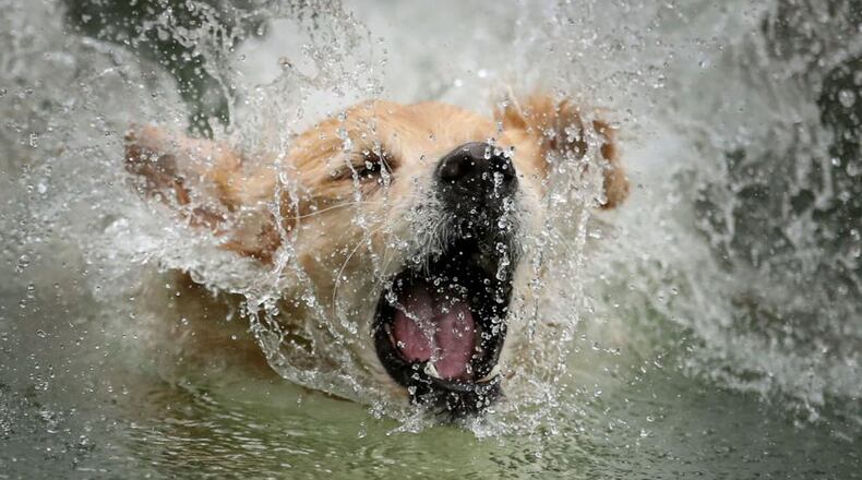 A Hawaii man died after saving a golden retriever from a flooded stream Tuesday.