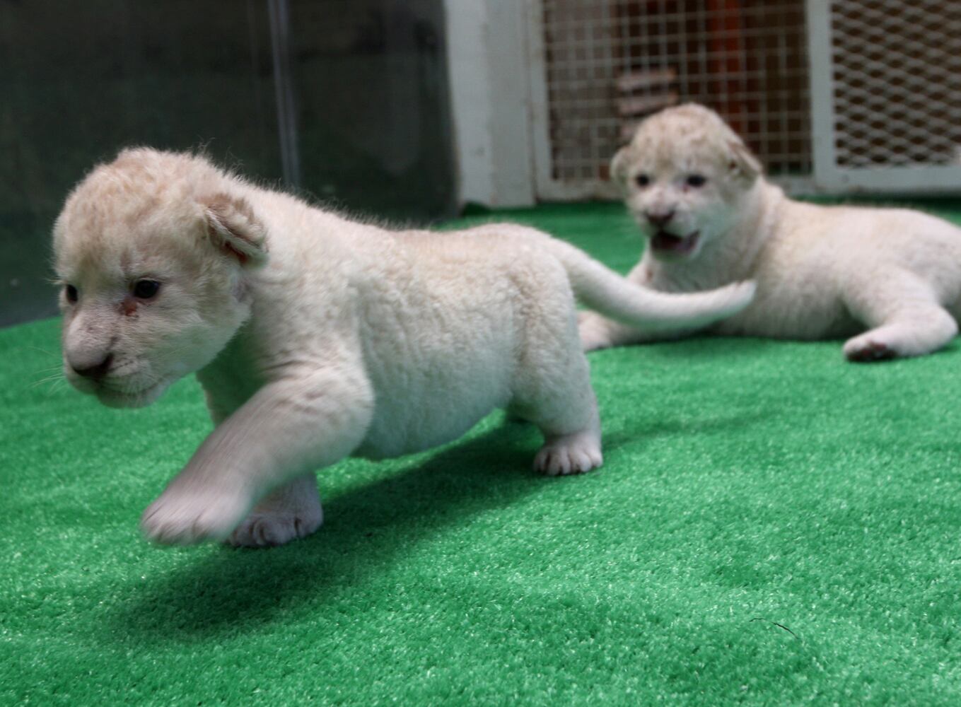 Seven Lion Cubs born At Himeji Central Park, Japan