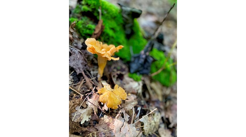 Finding chanterelles in the forest is a stress reliever for AJC contributing writer Angela Hansberger. /
Angela Hansberger for The Atlanta Journal-Constitution