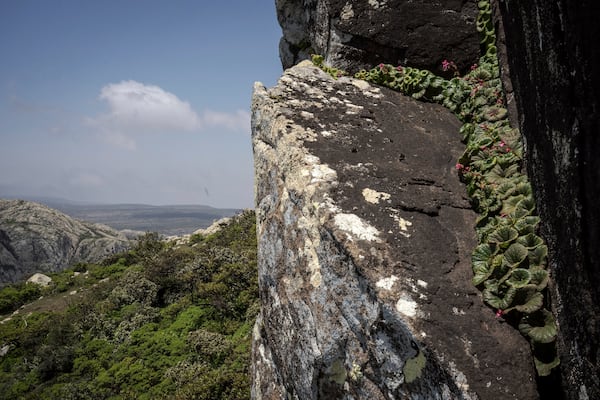 Begonia socotrana grows on a rock on the Yemeni island of Socotra on Sept. 19, 2024. (AP Photo/Annika Hammerschlag)