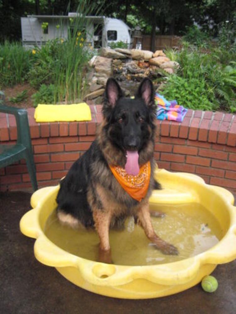 Atlanta's Top Dogs: 3. German Shepherds