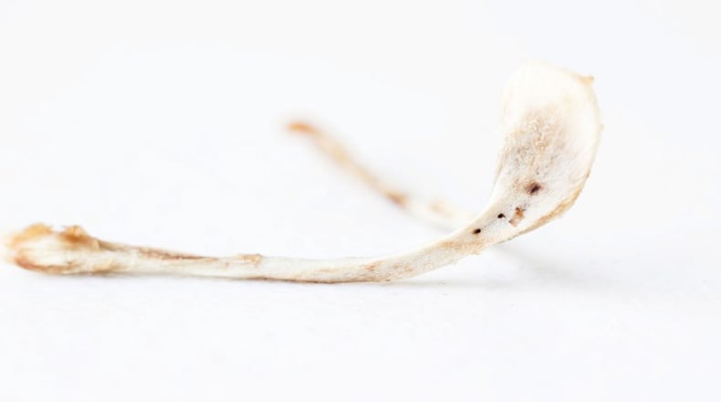 Listen up to these wishbone hacks, and be the luckiest at your Thanksgiving. (Dreamstime)