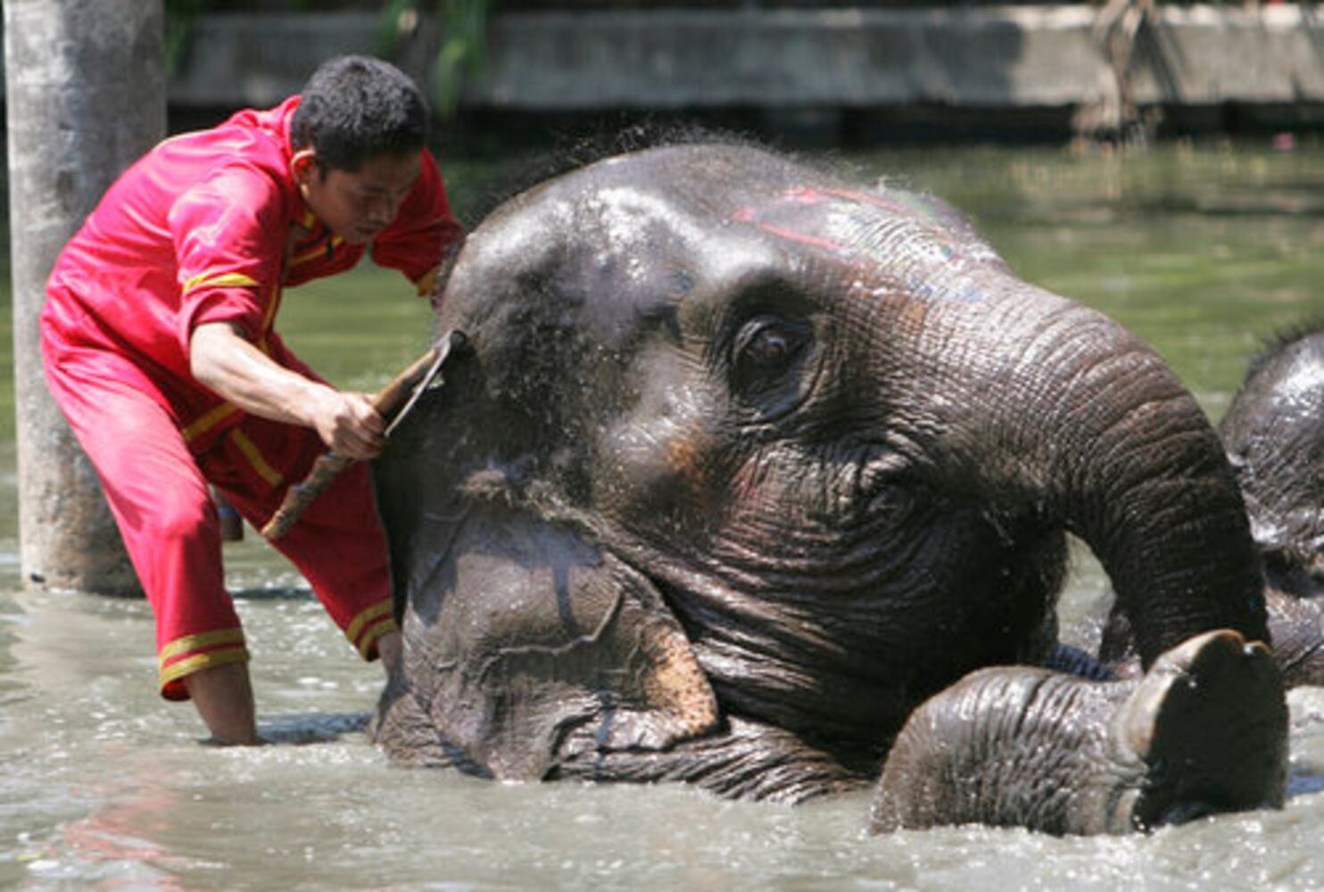 Bangkok zoo animals cool off from summer heat