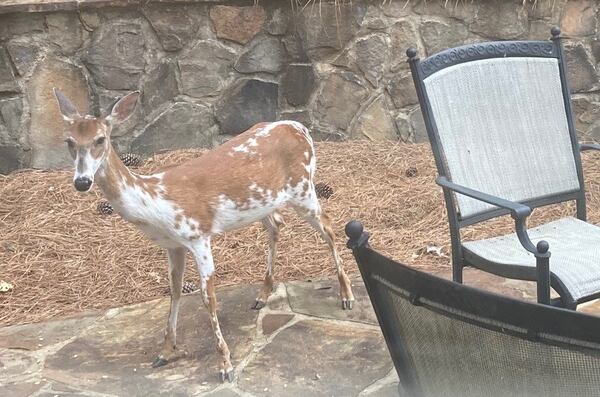 'Freckles,' the piebald deer, who roams the neighboorhood.
