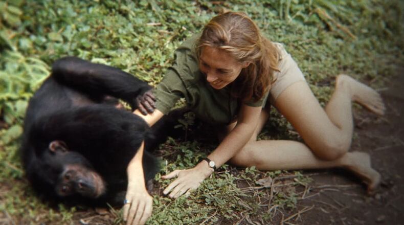Jane Goodall appears in a frame from “Jane.” Contributed by TIFF